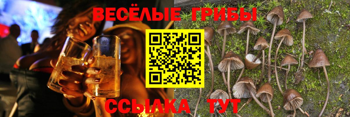 Псилоцибиновые грибы Psilocybe Елабуга